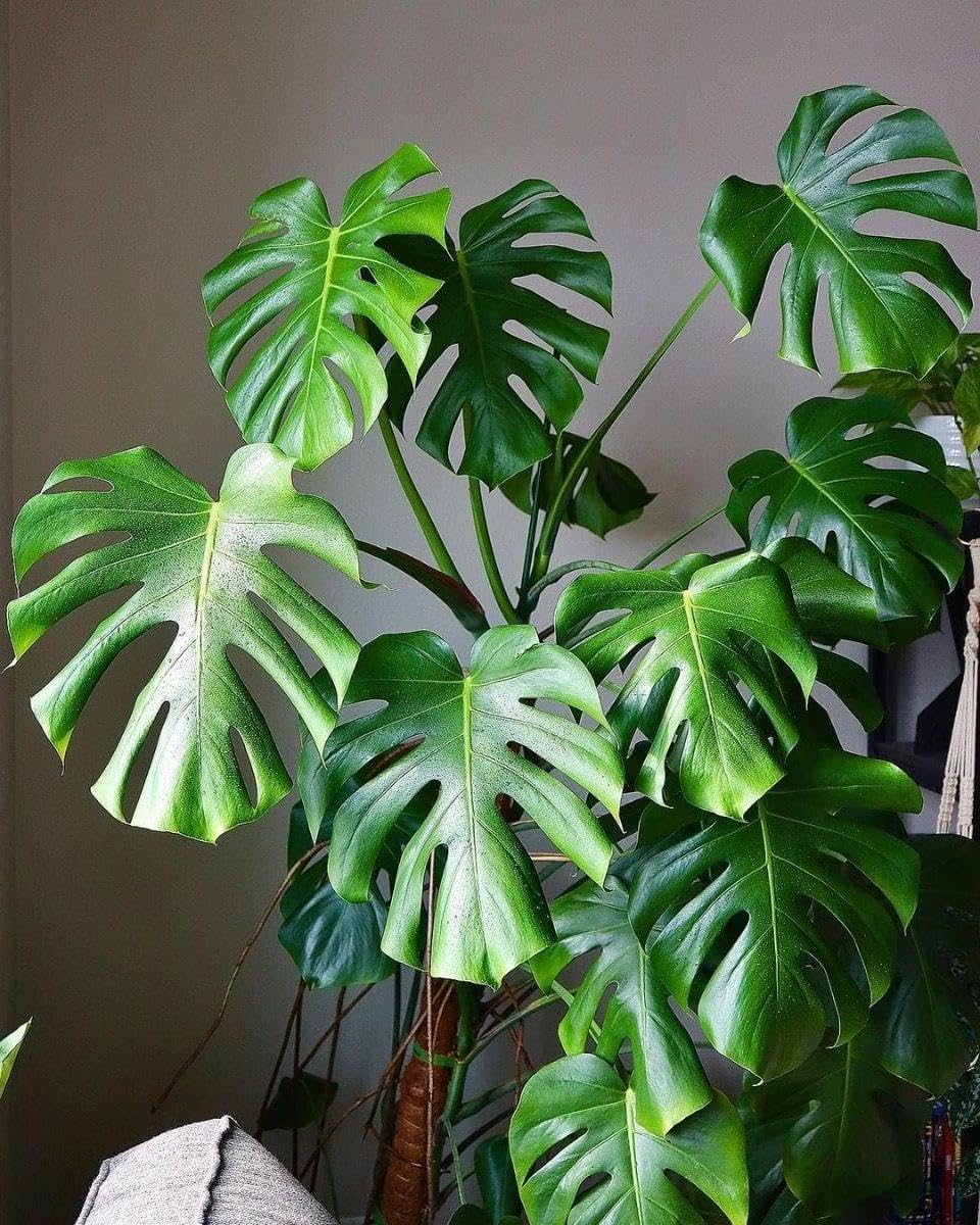 RedCrocus - RedCrocus Swiss Cheese Plant Monstera deliciosa - Indoor Tropical Foliage, Office Decor, Plant Lover Gift 12" Pot