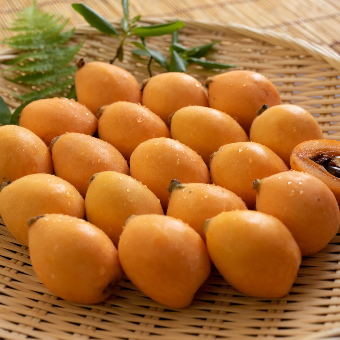 Loquat Plant Live 3 Gallon Pot, Seedling Tropical Outdoor Fruit Tree, Golden Loquat for Growing, 2 to 3 Ft Tall, No Ship to CA