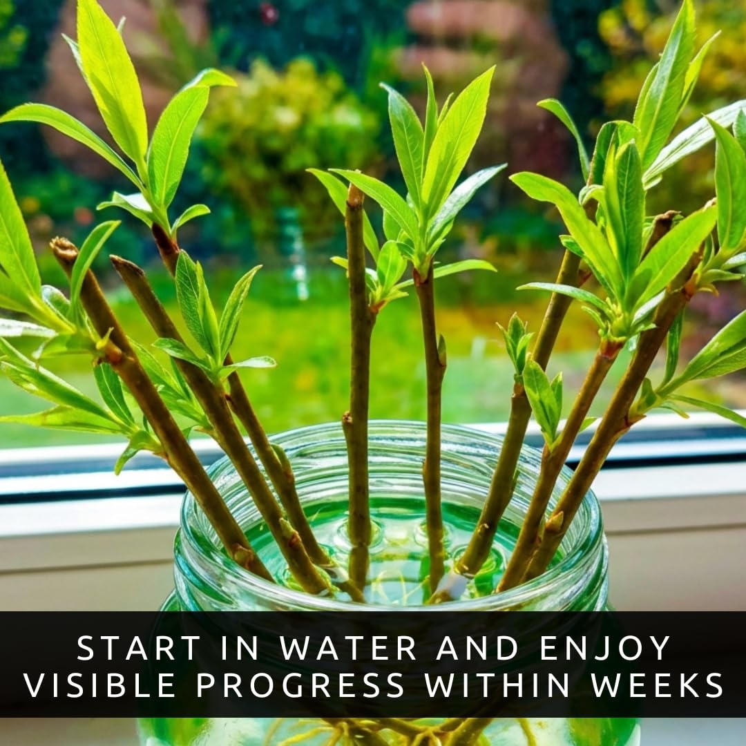 Beta Bucks John Bamboo Willow Bonsai Forest – 7 Willow Bonsai Cuttings for DIY Mini Tree Garden, Fast Rooting Live Plant Starts for Indoor Outdoor Planters, Zen Decor, Beginner Friendly Growing Kit