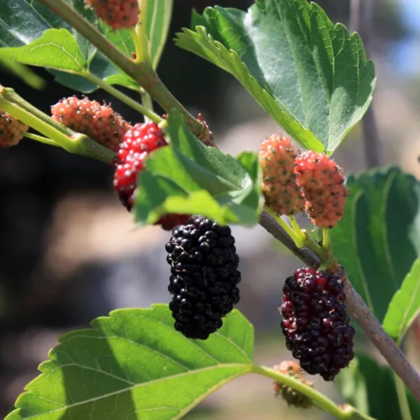 2 Dwarf Everbearing Mulberry Plants Live, 5-9 Inch Tall, Mulberry Fruit Trees Live Plants, Mulberry Seedlings