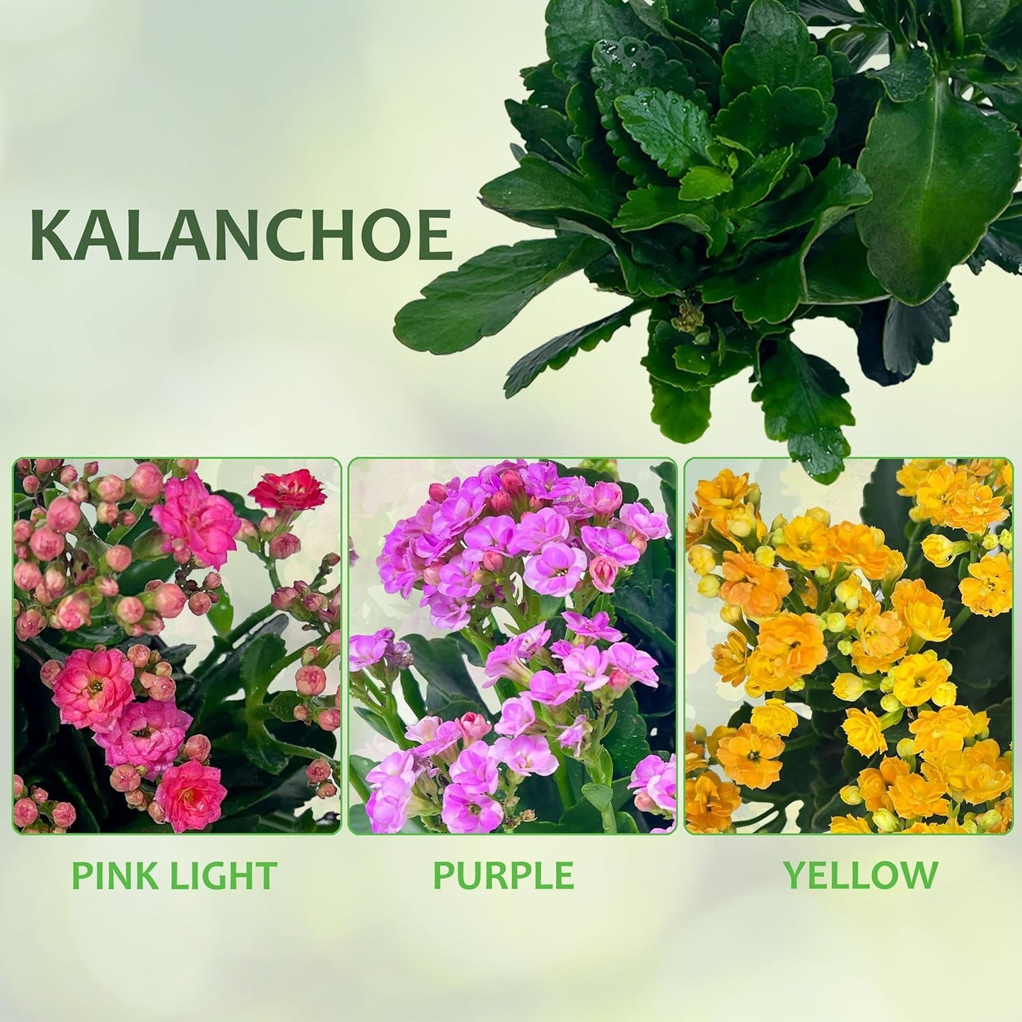LEAL PLANTS ECUADOR Kalanchoe Plant Pink Light (Pack of 2) Vibrant, Long-Lasting Blooms & Easy Care,Air-Purifying, Perfect for Home Decor, Unique Gift for Plant Lover
