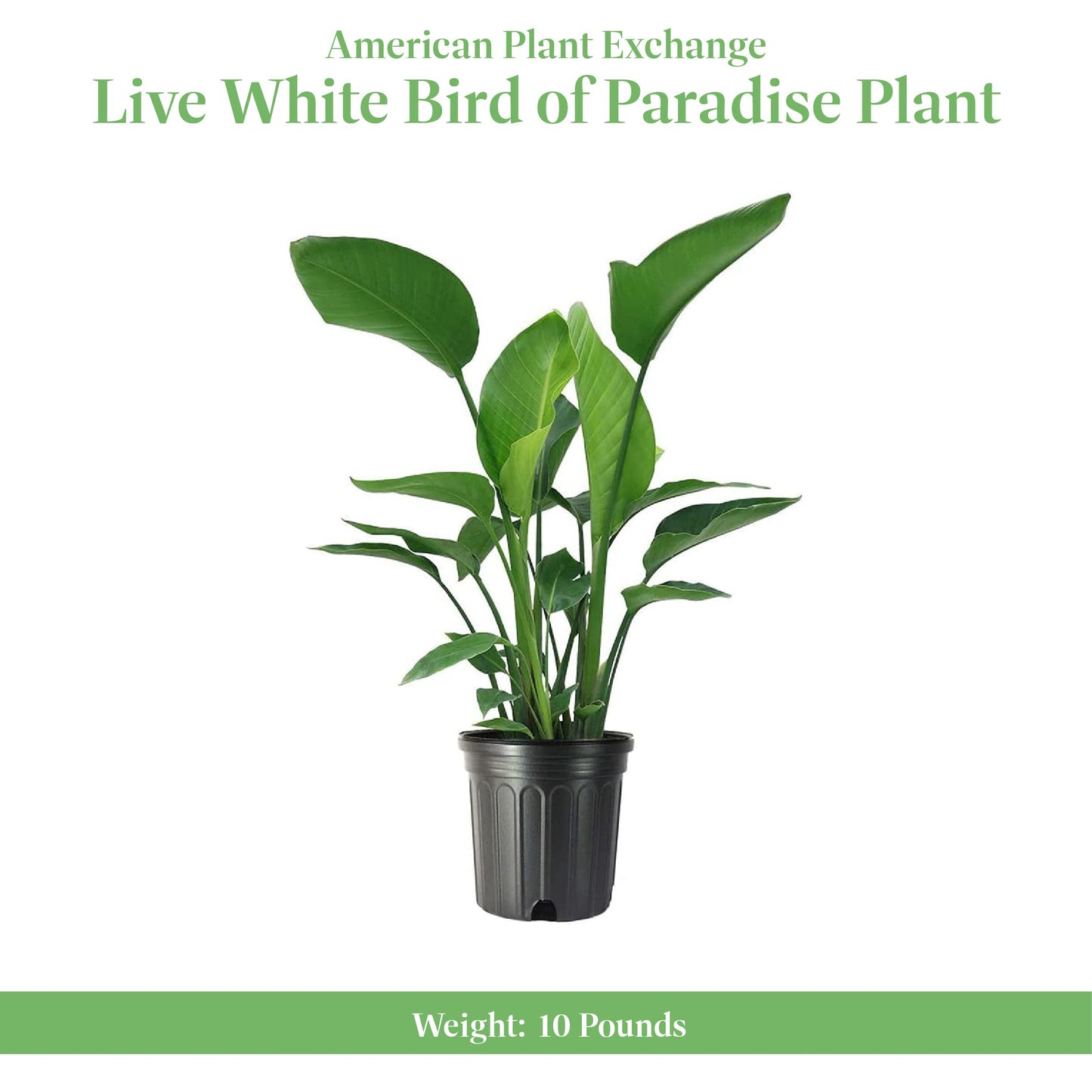 American Plant Exchange White Bird of Paradise – 10-Inch Pot – Live Tropical Flowering Plant, Lush Architectural Foliage for Home, Garden, or Patio Decor
