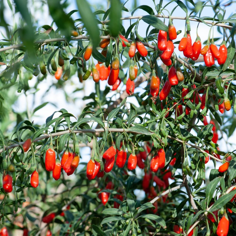 3 Red Goji Berry Plants Live, Goji Berry Tree Live Plant, 3-5'' Tall, Sweet Fruit Tree Gardening Outdoor Indoor, No Pot, Well Rooted