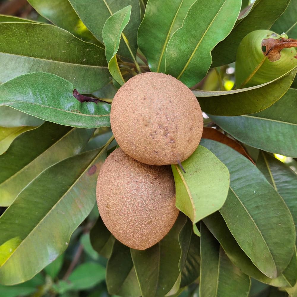 Sapodilla Tree Live Plant, Sapote Seedling in Half Gallon Pot, 6 to 10 Inches Tall, Sapodilla Plant for Outdoor Garden