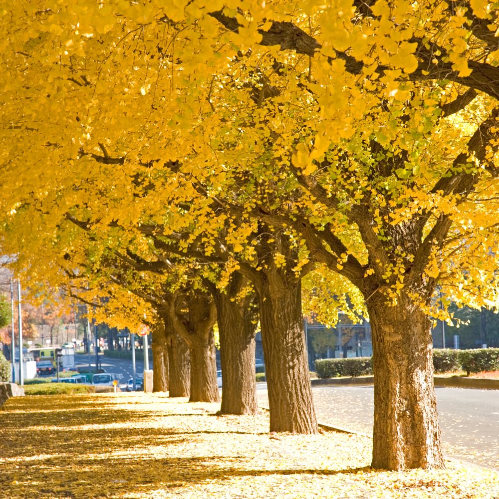 Ginkgo Tree Live Plant, 7 to 11 Inc Tall, Ginkgo Plant Seedling, 4 Inc Potted Shrub Plant