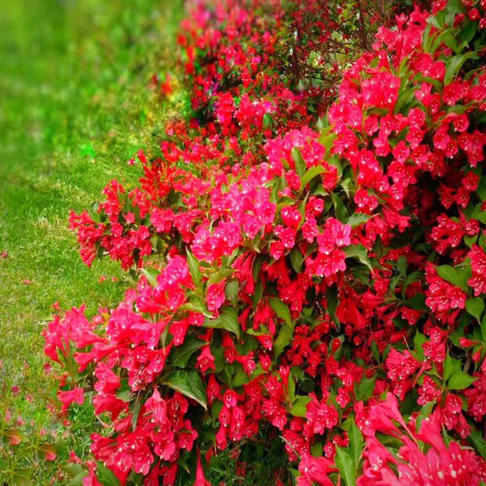 Red Weigela Live Plant Blooming Shrub, 1-2 Ft Hardy Dormant Perennial Flowering Bush for Garden Borders