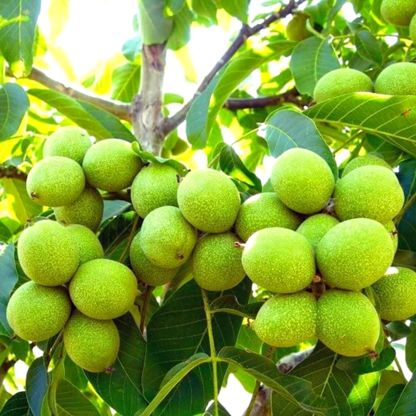 1 Year Old Black Walnut Tree Live Plant in 4" Pot, Cold Hardy, Dormant, White Walnut Butternut Like, Walnuts Trees for Garden Planting, 6-12" Tall