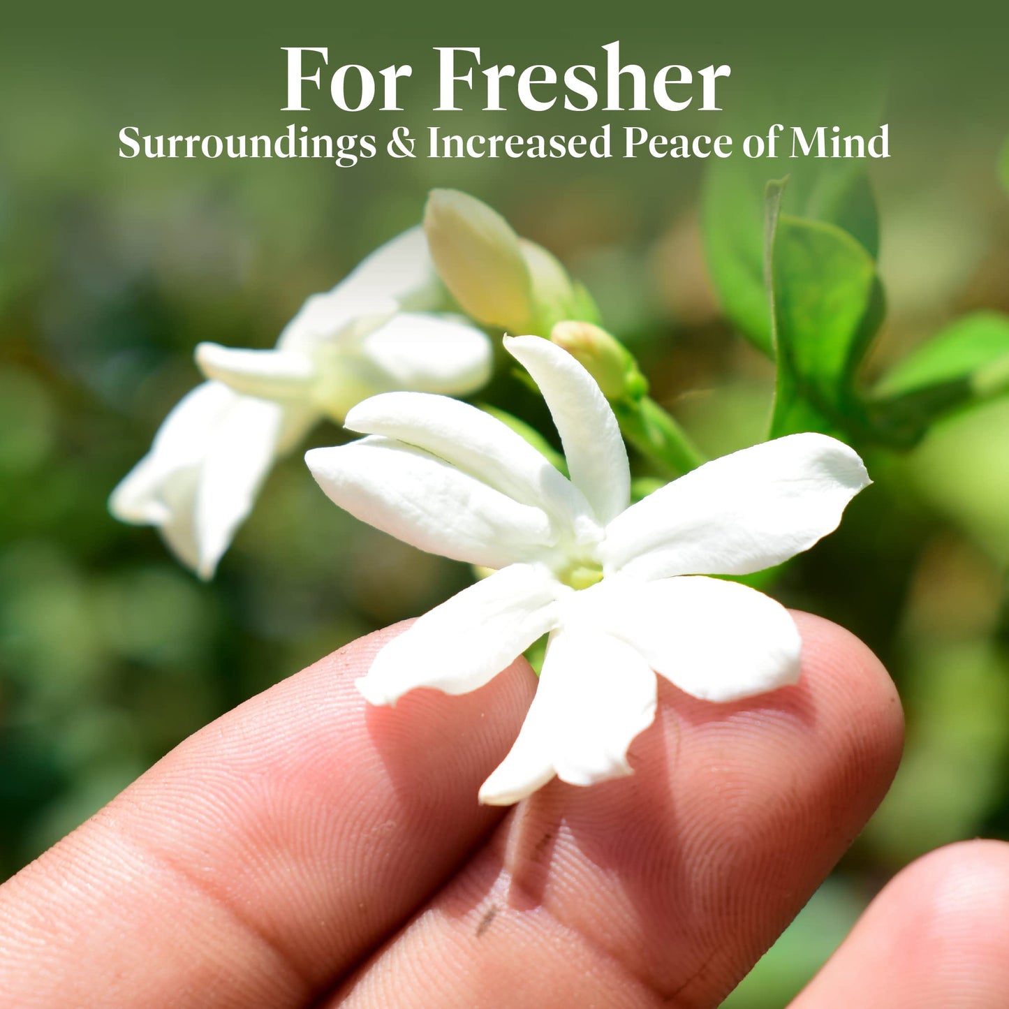 American Plant Exchange Sambac Jasmine, Live Plant in 6" Pot, Fragrant White Blooms, Evergreen Foliage, Ideal for Gardens and Indoor Aromatherapy