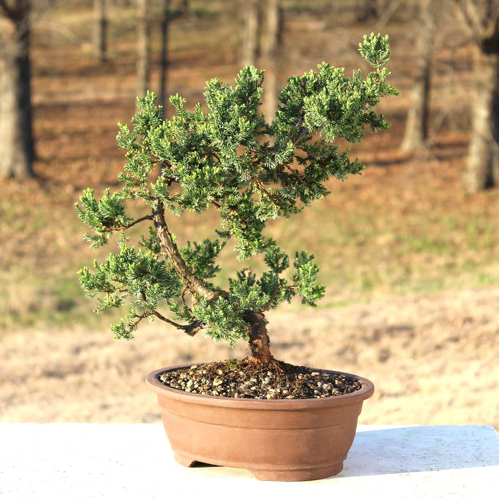 Brussel's Bonsai Live Green Mound Juniper Bonsai Tree - Large, 7 Year, 12 to 16 Inches - Outdoor Bonsai Tree Live with Bonsai Pot