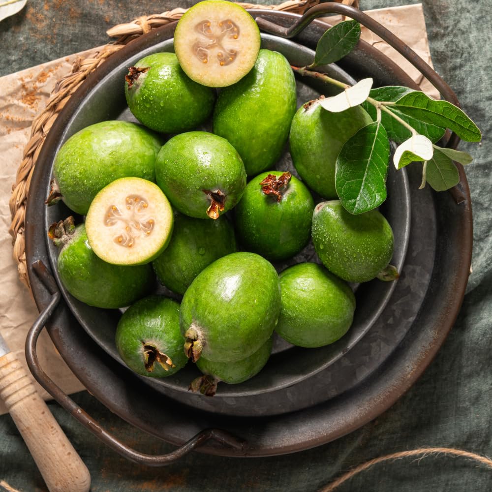 Set of 2 Guava Tree Live Plant, Guava Plant Live from 4 to 6 Inches in Height, Sweet Fruit for Outdoor Planting (Pineapple)