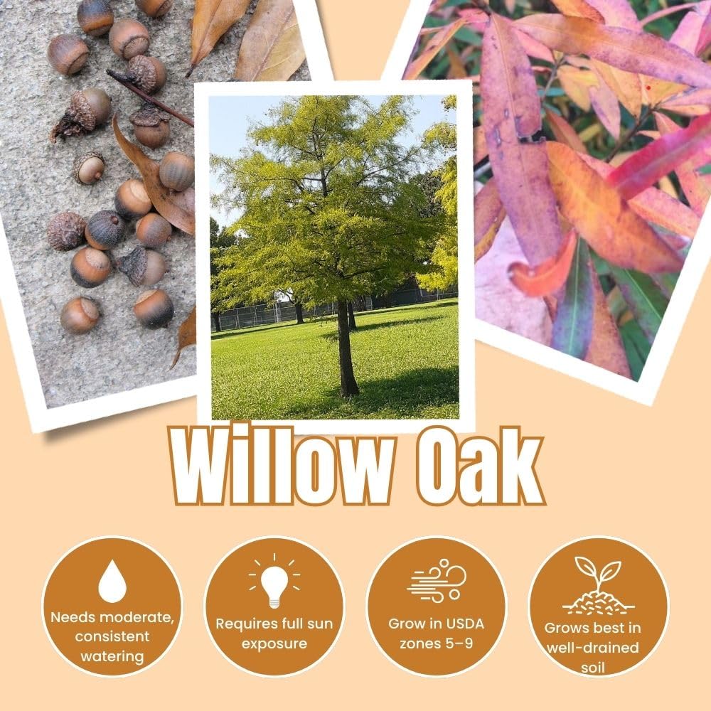 2 Live Willow Oak Plant, Willow Oak Shades Plant Live 6-10 Inches Tall, Oak Trees for Planting Outdoor Garden
