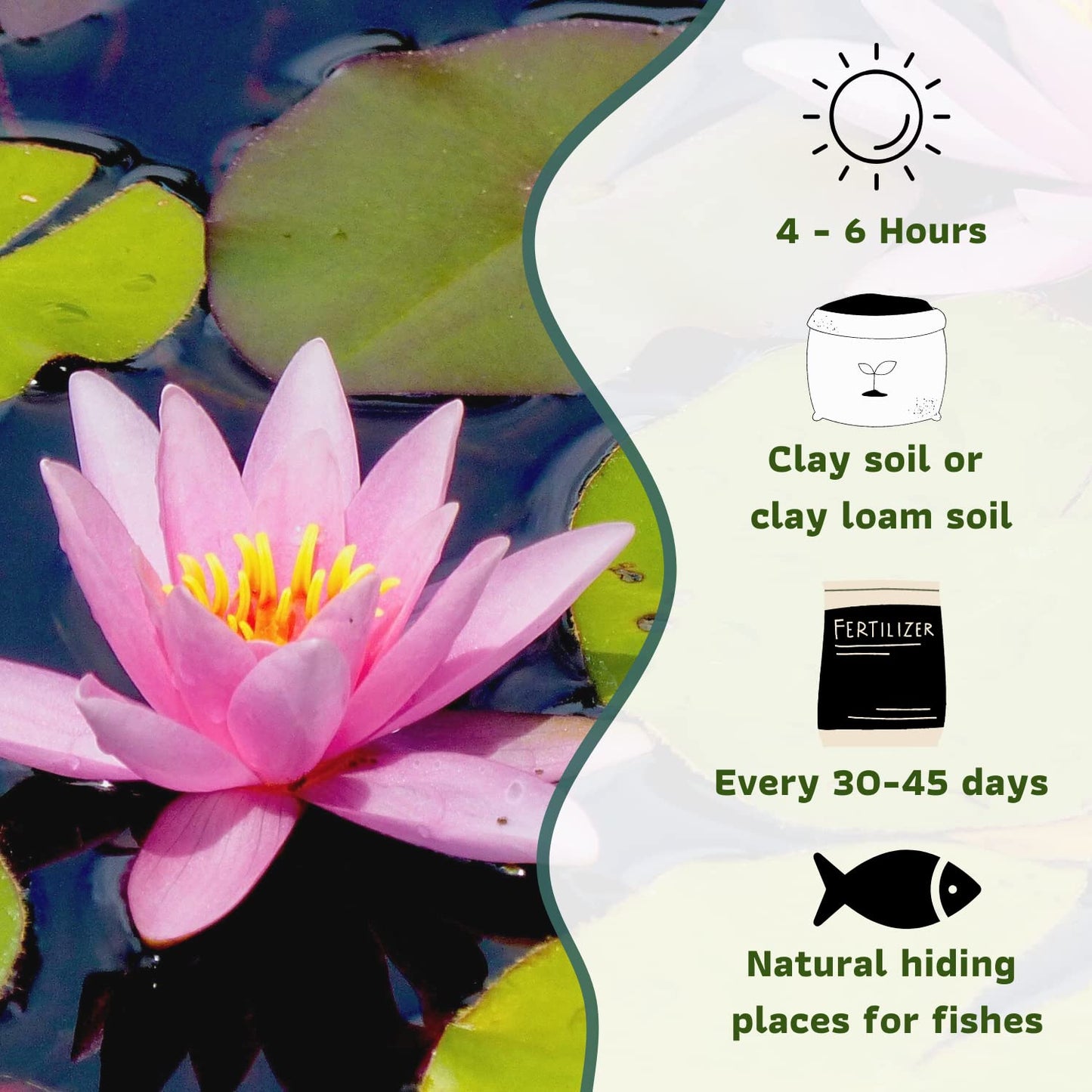 Mainam Mixed Colorful Hardy Water Lily Tuber Live Aquarium Plant for Freshwater Fish Pond Balcony Buy 2 GET Fertilizer Free (Pink Nymphaea Rose Arey)