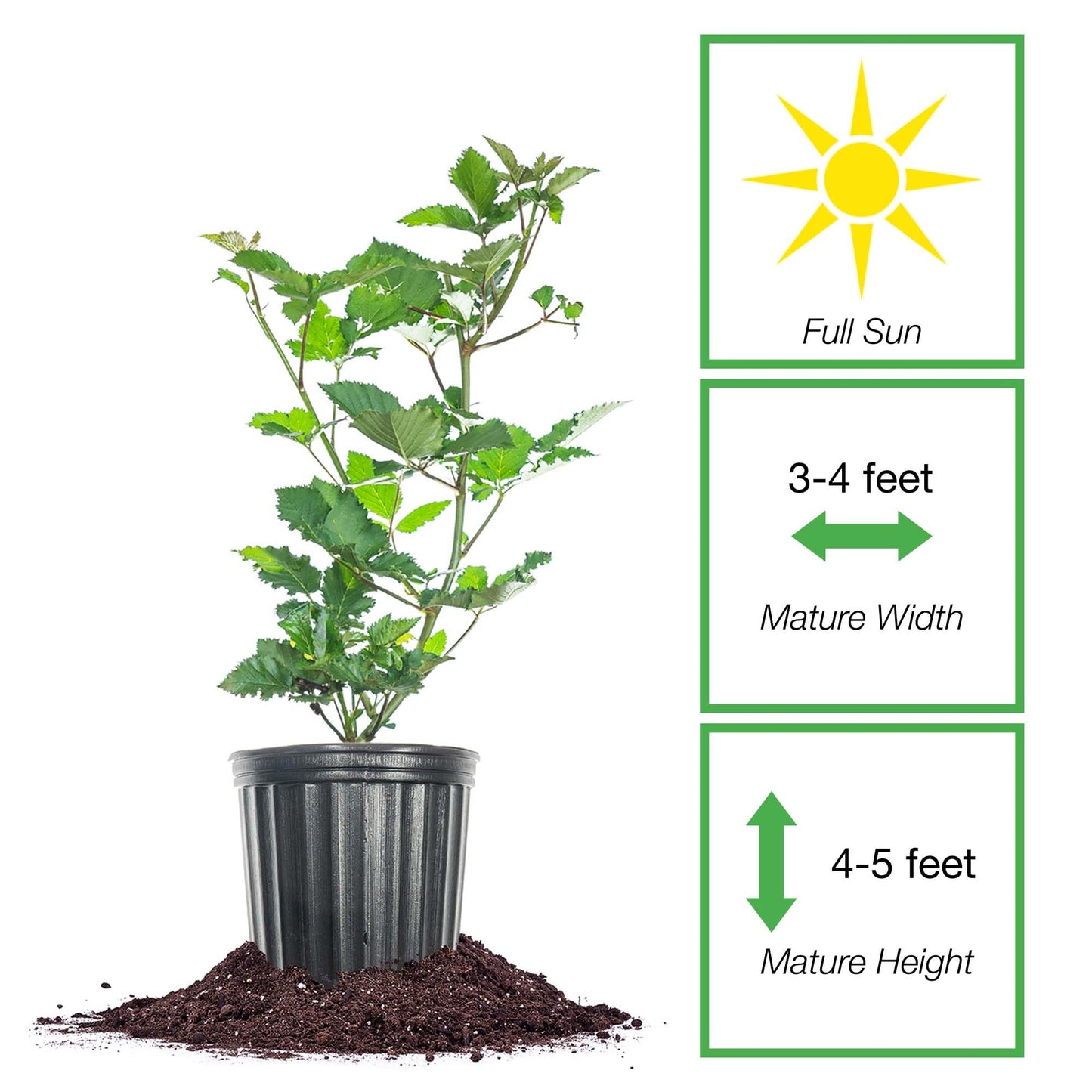 Perfect Plants PrimeArk Freedom BlackBerry Bush 1 Gallon | Live Thornless Fruit for Outdoor Planting | Large Fruits for Home Gardens | Dark Purple Berries Emerge During Early Summer