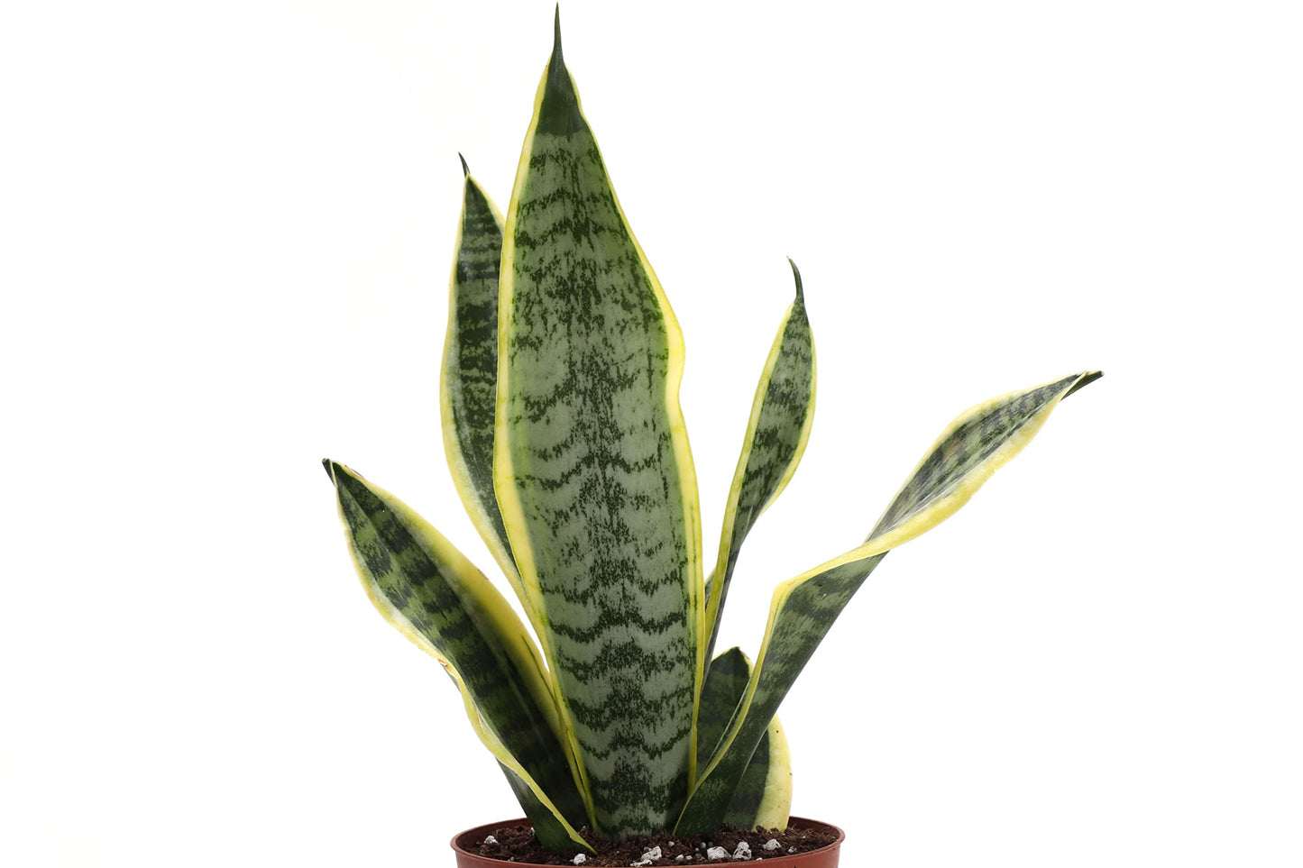 Thorsen's Greenhouse Low Light Houseplant Set, Easy Care Plants, Set of 3 Plants, Live Indoor Plants, 4" Diameter, Classic Pots (White)