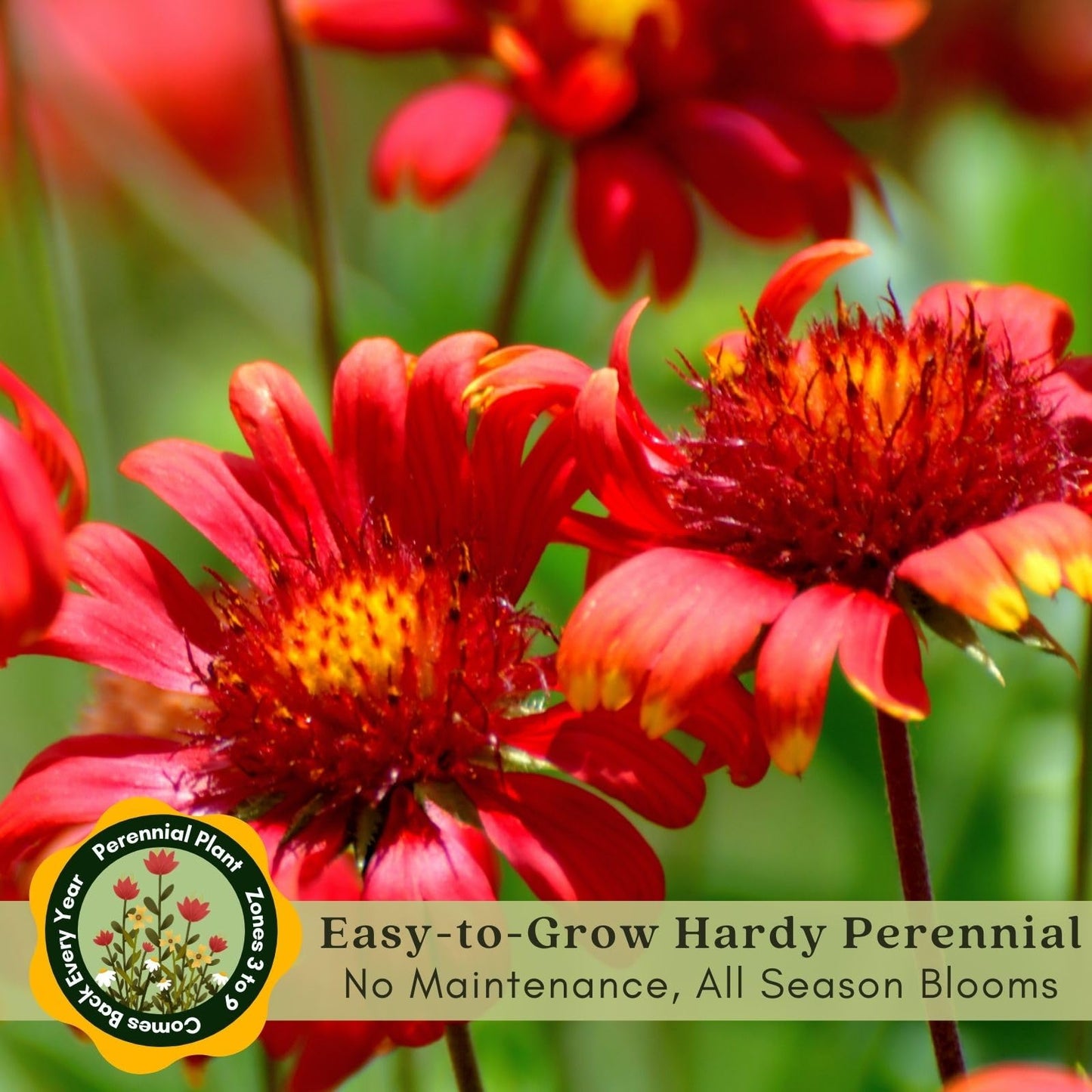 Clovers Garden Blanket Flower Arizona Red Shades (Gaillardia) Plants – Two (2) Live Plants – Non-GMO - Not Seeds - Each 4" to 8" Tall – in 4" Inch Pots – Hardy Flowering Perennial