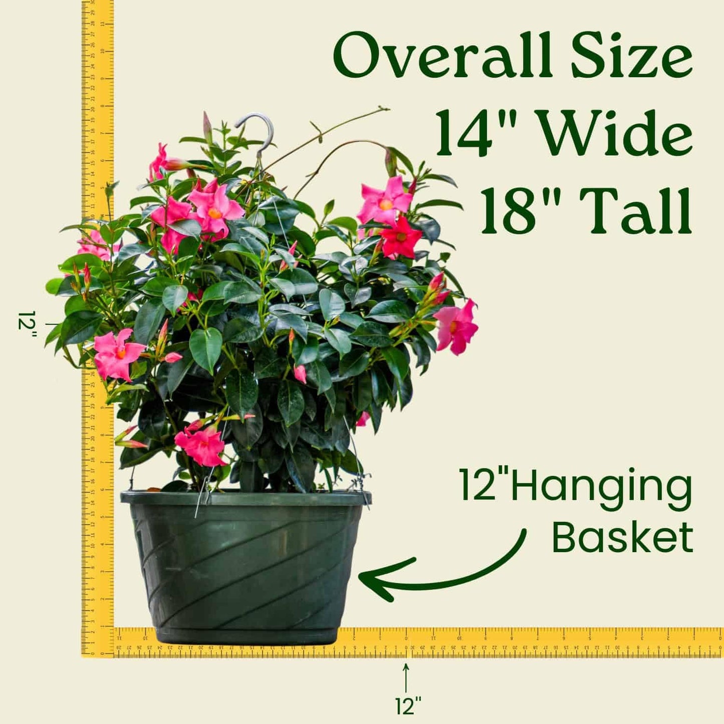 Tropical Plants of Florida Pink Dipladenia Hanging Basket 12 Inch Live Flowering Plant, 14 Inch Wide by 18 Inch Tall, Vibrant Pink Patio Porch Balcony Blooms
