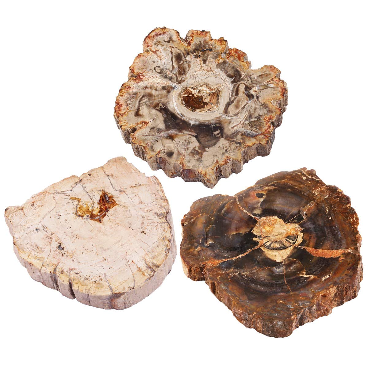 rockcloud 3.3-5" Natural Irregular Petrified Wood Stones Coaster Cup Mat Chakra Healing Stone Specimen 1 PC