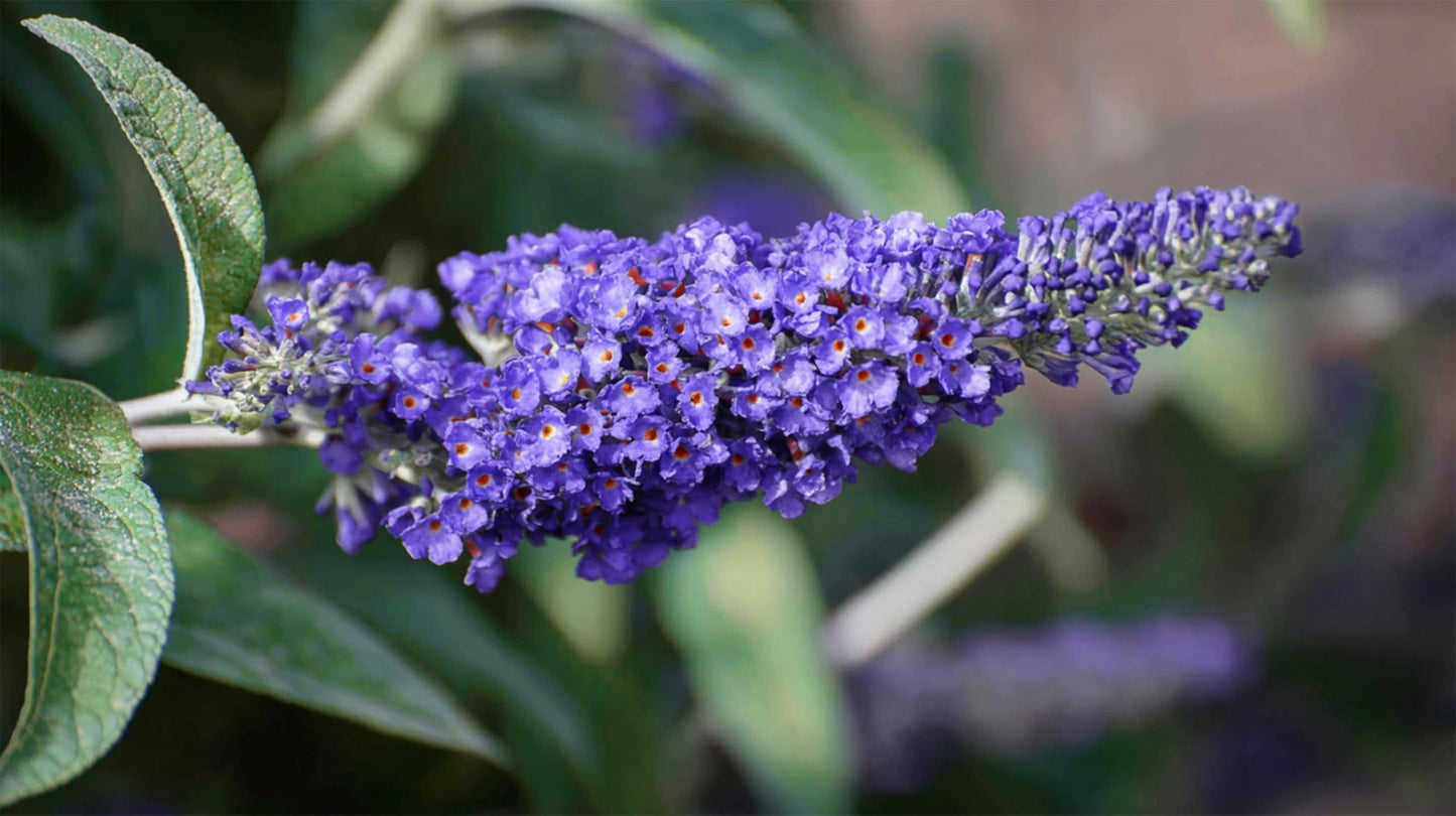 Buddleia Davidii Butterfly Bush Flutterby Petite Blue Heaven | 1 Live Plants | Fragrant Blooms, Attracts Butterflies, Drought Tolerant, Long Bloom Season, Compact Growth, Full Sun