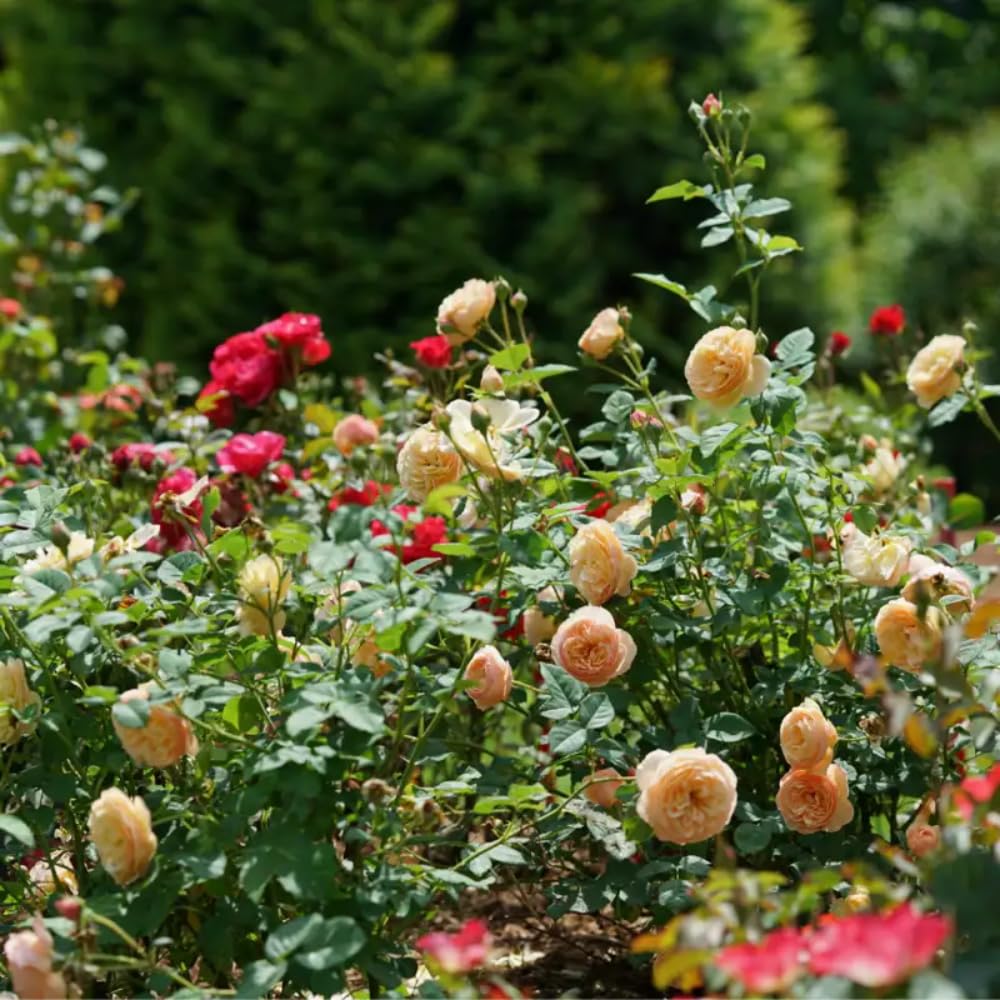 Rose Plant Live in Pot for Planting, Fragrant Roses Flowers, Summer Blooming Ornamental Garden Shrub (Apricot Rose)