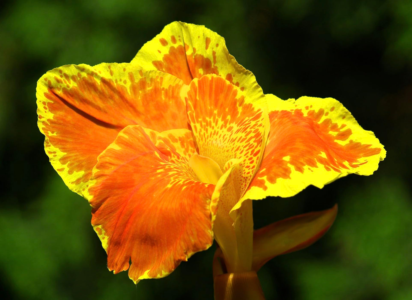 Yellow King Humbert Canna Lily Bulbs for Planting -Vibrant Yellow and Red Flowers to Grow Rhizome/Bulb/Plant (3 Bulbs)