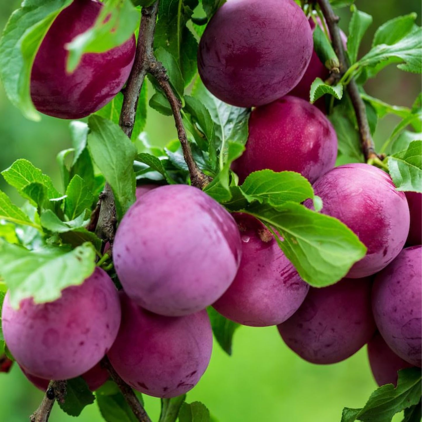 Red Plum Tree Live Plant 2-3 Feet Tall, Sweet, Juicy Fruit Tree for Garden or Patio, Hardy, Winter Dormant, Bareroot No Leaves