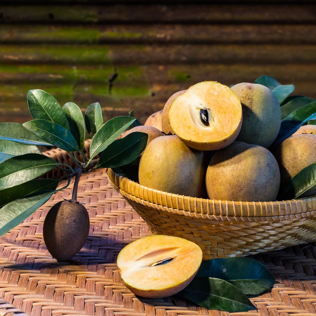 Sapodilla Tree Live Plant, Sweet Tropical Fruit Tree, 2–3 Feet Tall in 3 Gallon Pot, Ready for Outdoor Planting, No Ship to CA