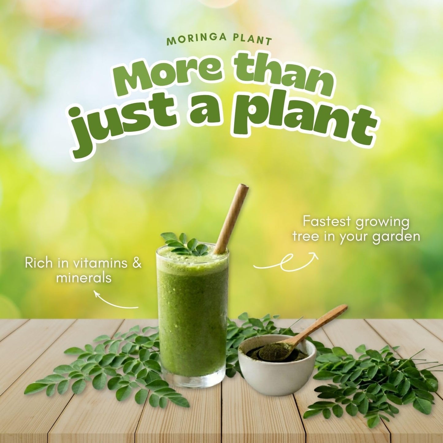 2 Moringa Tree Live Plant Per Pot, 4-7" Tall, Moringa Oleifera Plant, Tropical Herbal Plants for Growing Outdoor