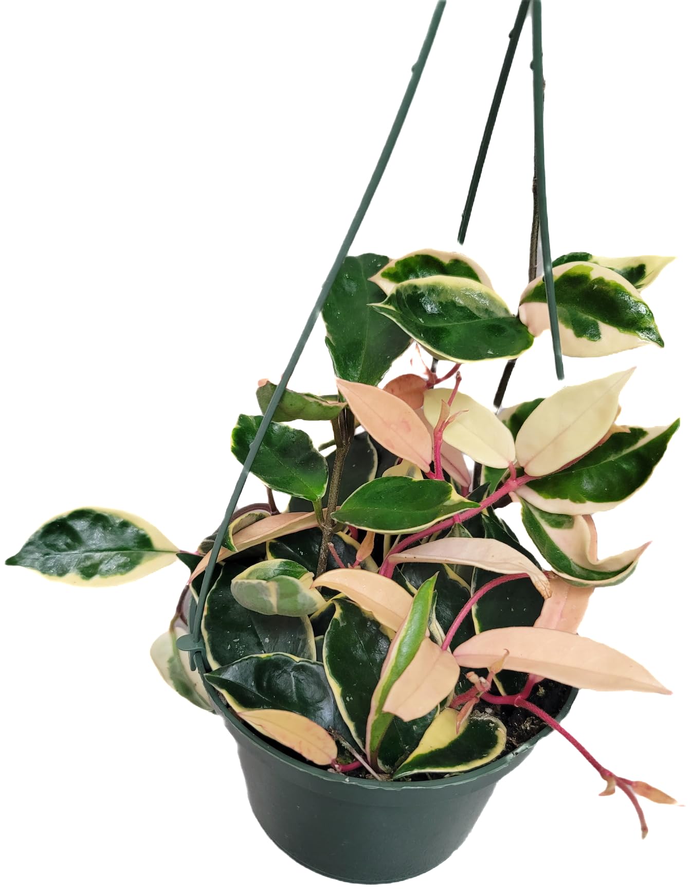 6" Hoya Krimson Queen Available in Hanging Pot, Live Arrival Guaranteed! Live Hoya Plants Live Houseplants - CA Seller - Air Purifying Plant