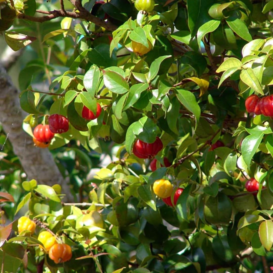 Surinam Cherry Live Plant | 2.5–3 Ft Cherry Tree | Well Rooted | Sweet-Tart Small Fruit Tree for Patio, Garden, or Container | No Ship to CA,HI,AK