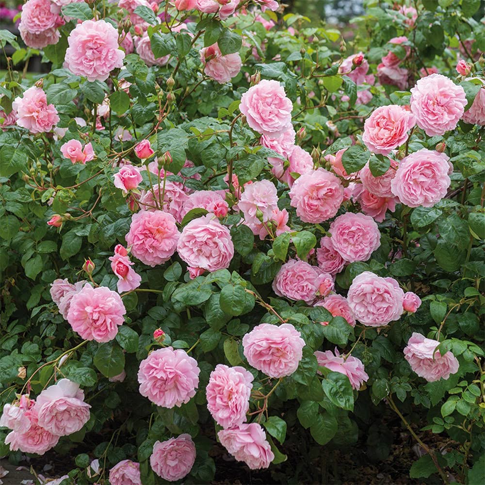 David Austin Rose Bush by Heirloom Roses - Strawberry Hill® Pink Very Fragrant English Climbing Rose Live Plants for Outdoor Garden