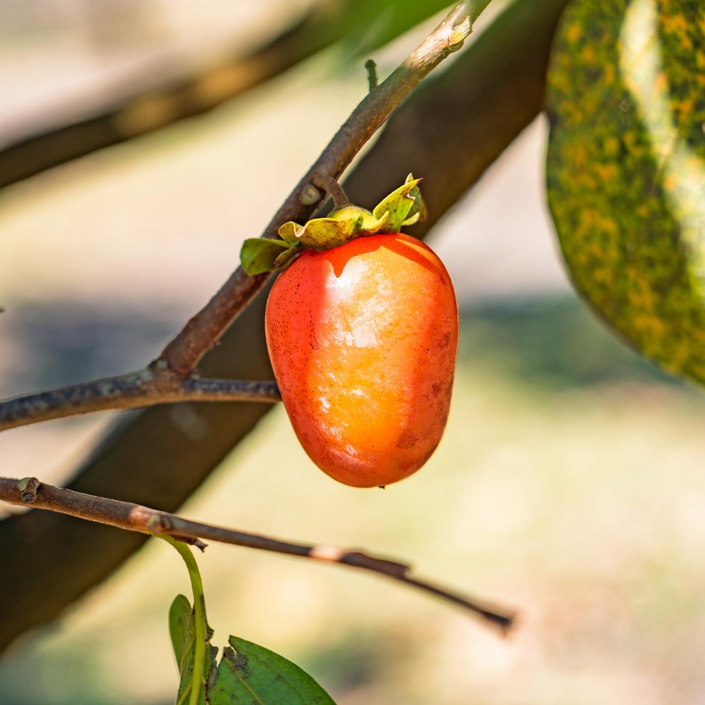 Perfect Plants Saijo Persimmon Tree 3 Gallon | Live Fruit Tree for Gardening | Sweet Edible Fruits