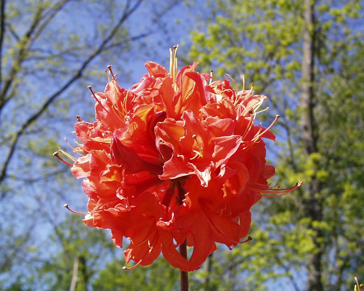 Live Plant from Green Promise Farms - Gibraltar Azalea #2 Gallon Size Container Orange Flowers