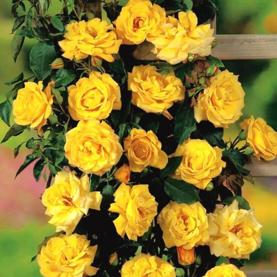Fragrant Climbing Rose Live Plant, Well Rooted 5-9" Tall, No Leaf, Indoor Outdoor Climber, Rose Bush, Hybrid Tea Rose Like (Yellow)