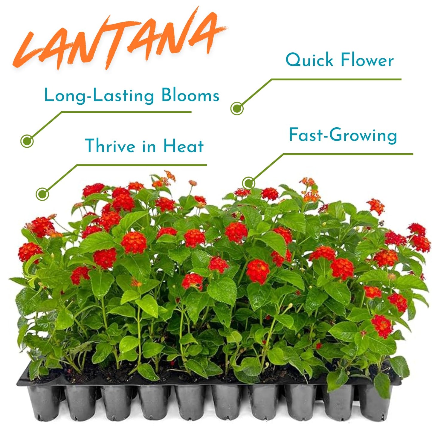 2 Red Lantana Plants Live Trees, Ready to Bloom, Hardy Long Blooming Seasons, Vibrant Colorful Perennial Fragrant, 5-10" in Tall, Full Sun Growing