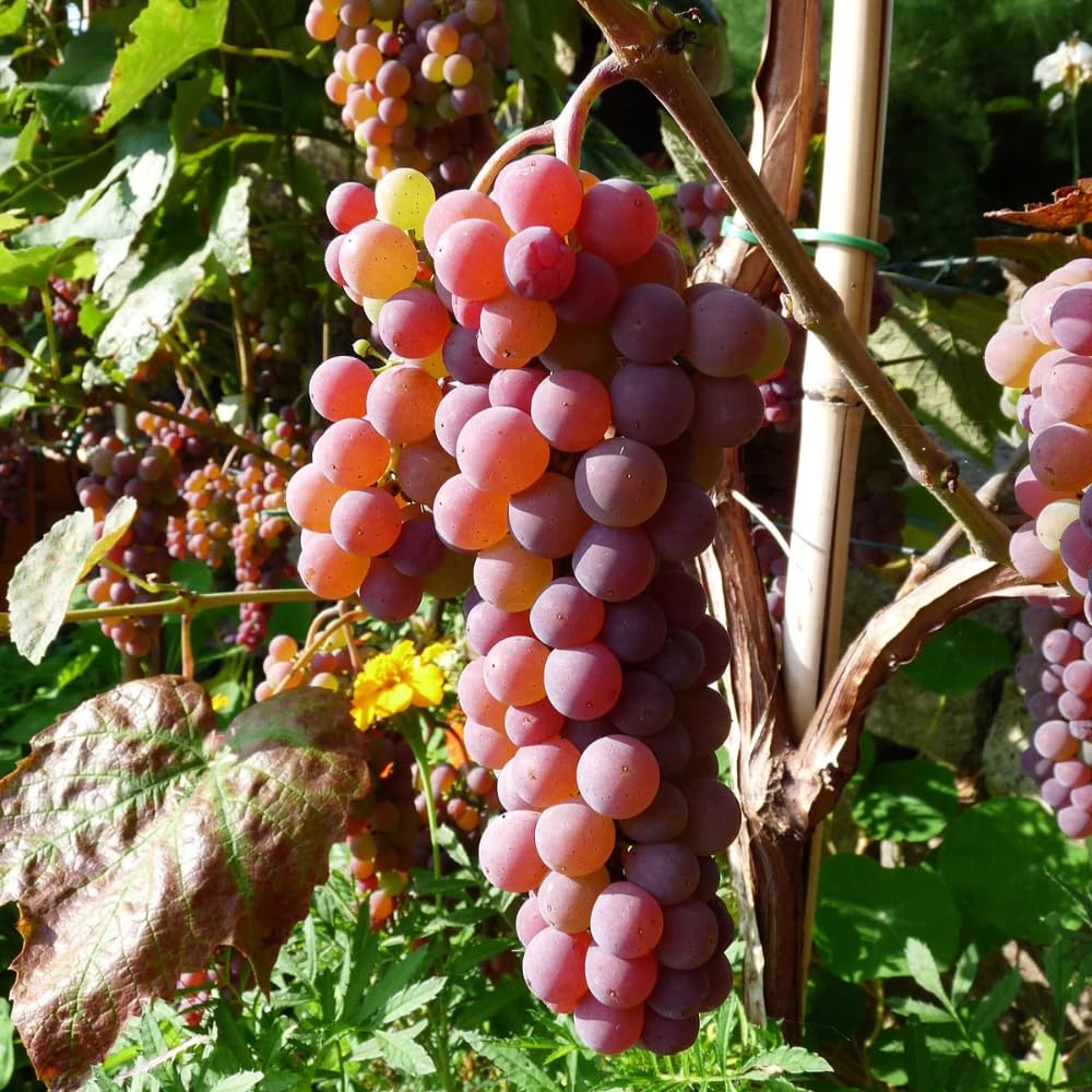 Grape Vine Plant Live for Planting Outdoors, Grape Plant Live Grape Tree to Grow 1-2 Years Old Well-Rooted, Black Grape Fruit Tree Live Plant (Red Grape)