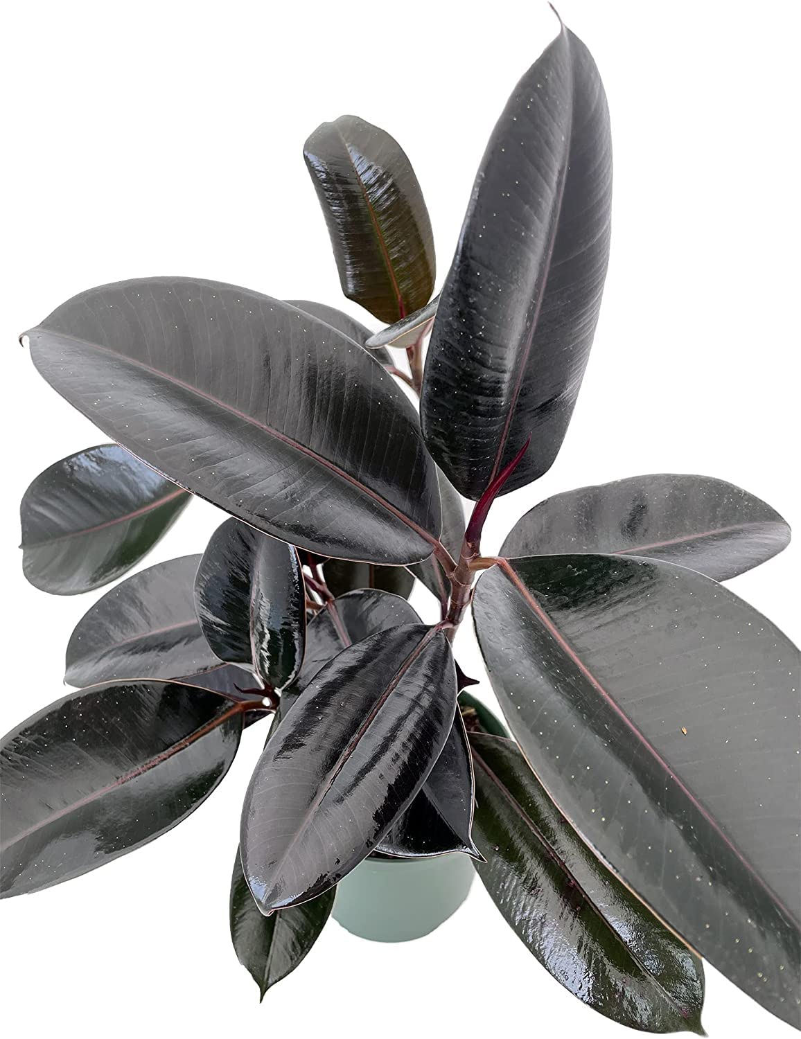Burgundy Rubber Tree Plant - Ficus - 6" Pot