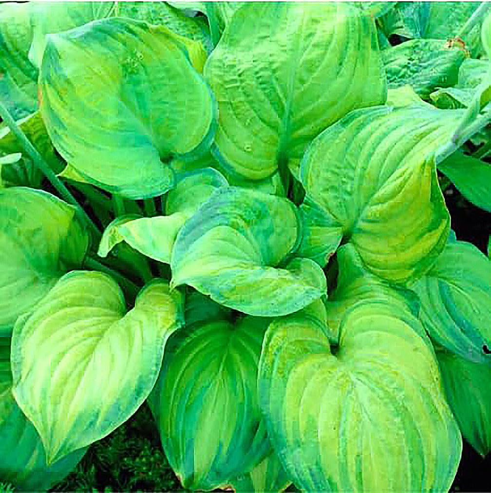 August Moon Hosta - Shade Plant, 20" Tall 42" Wide, Lush Green Foliage, Ideal for Low Light Areas, Low Maintenance, Perfect for Garden Beds & Shade Gardens