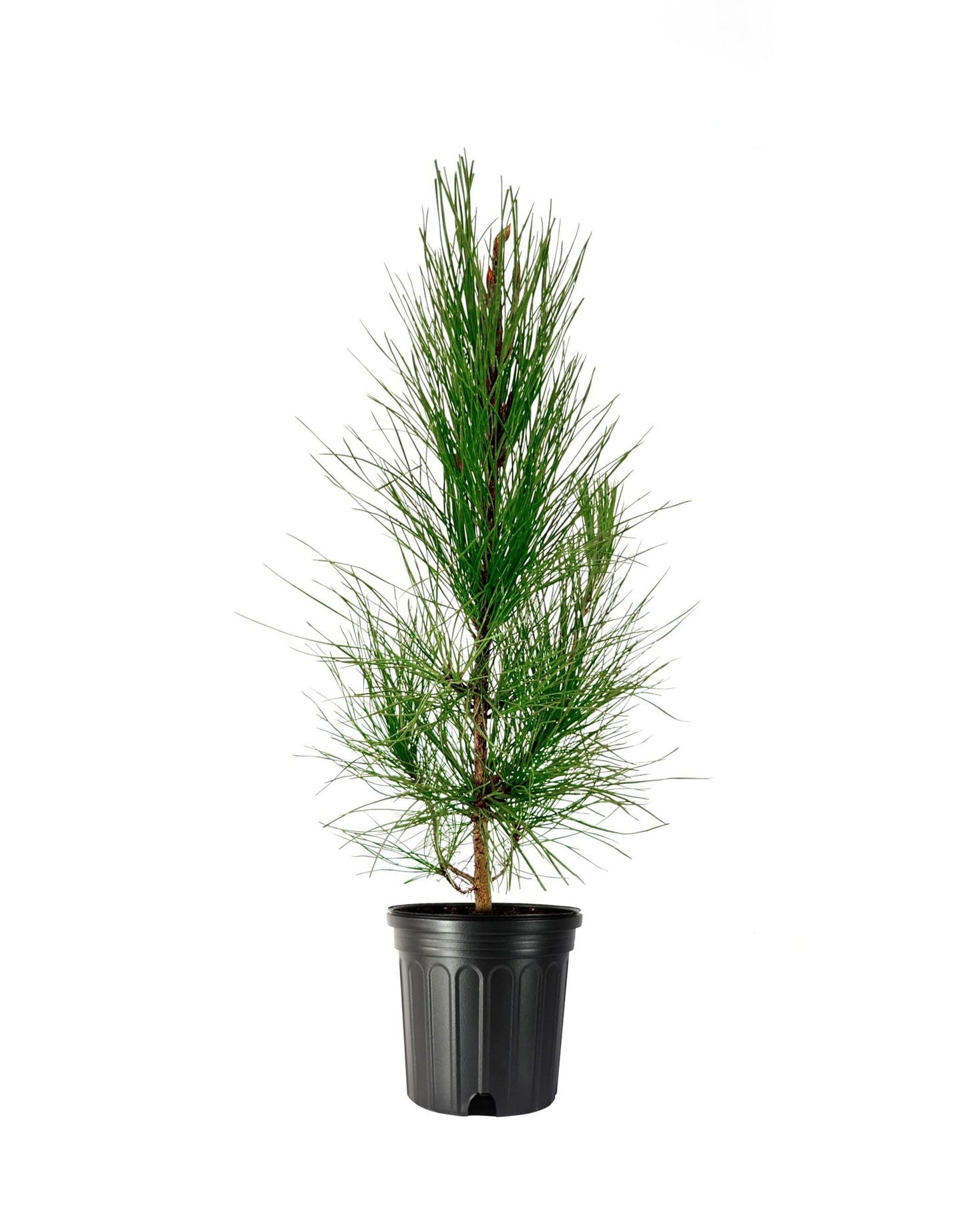Slash Pine Tree | 2 Large Trade Gallon Size Pots | Pinus elliottii | Fast-Growing Evergreen | Landscape Shade Plants