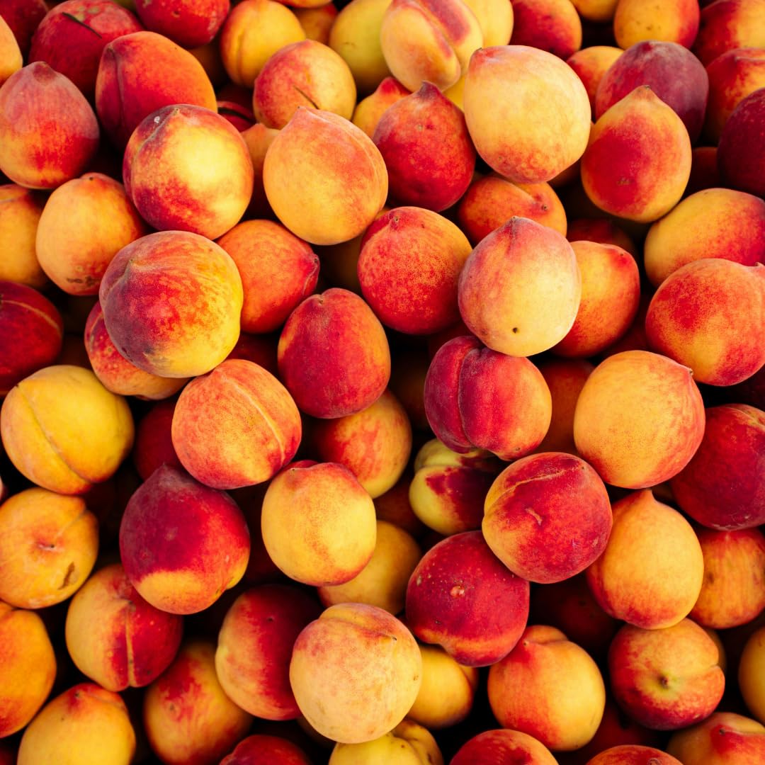 Apricot Tree Plant Live for Planting, Edible Fruit Tree, 2–3 Feet Tall in 3 Gallon Pot, Ready for Outdoor Garden, No Ship to CA