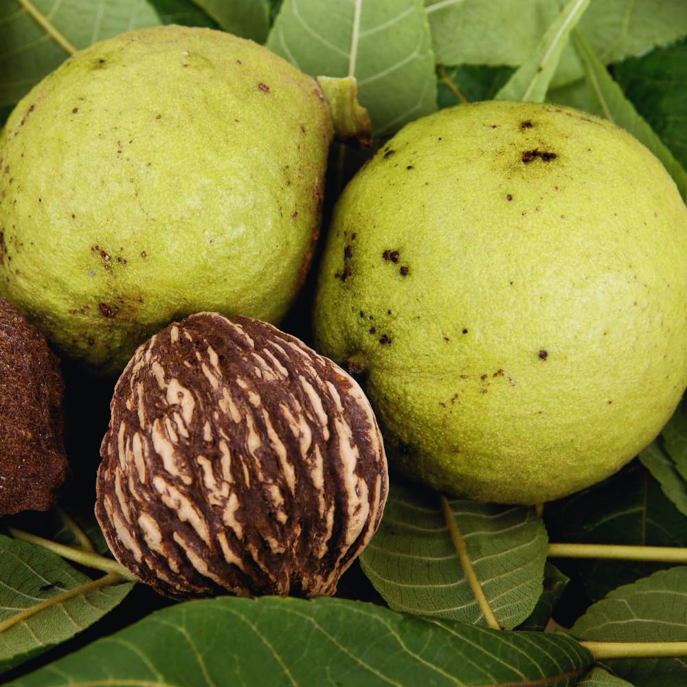 2 Black Walnut Tree Plants Live Bare Roots, 12 to 17 Inc Tall, Live Walnut Plant, Fast Growing