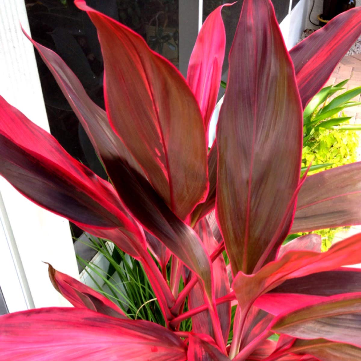Hawaiian Red Ti Leaf Plant Logs Live Indoor/Outdoor Tropical Plants - 2 Cordyline Fruticosa Cutting Logs - Easy Care Good Luck Plant
