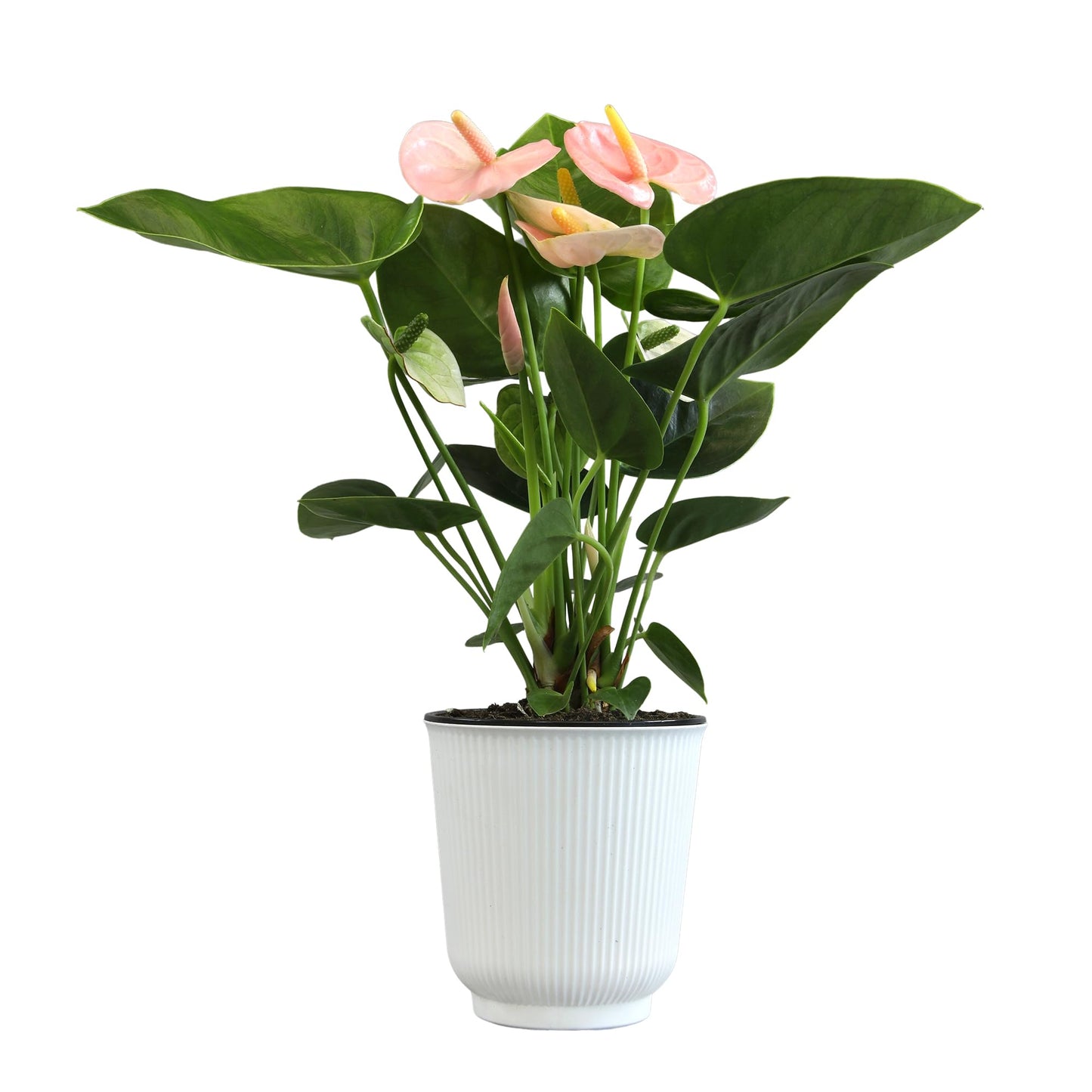 Pink Anthurium Live Plant Decor (Approx. 13-16" Tall), Real Flowers/House Plants in 4" White Plant Pot, Floral Office Plants, Air Purifying Plants & Cool Gifts for Plant Lovers by Plants for Pets