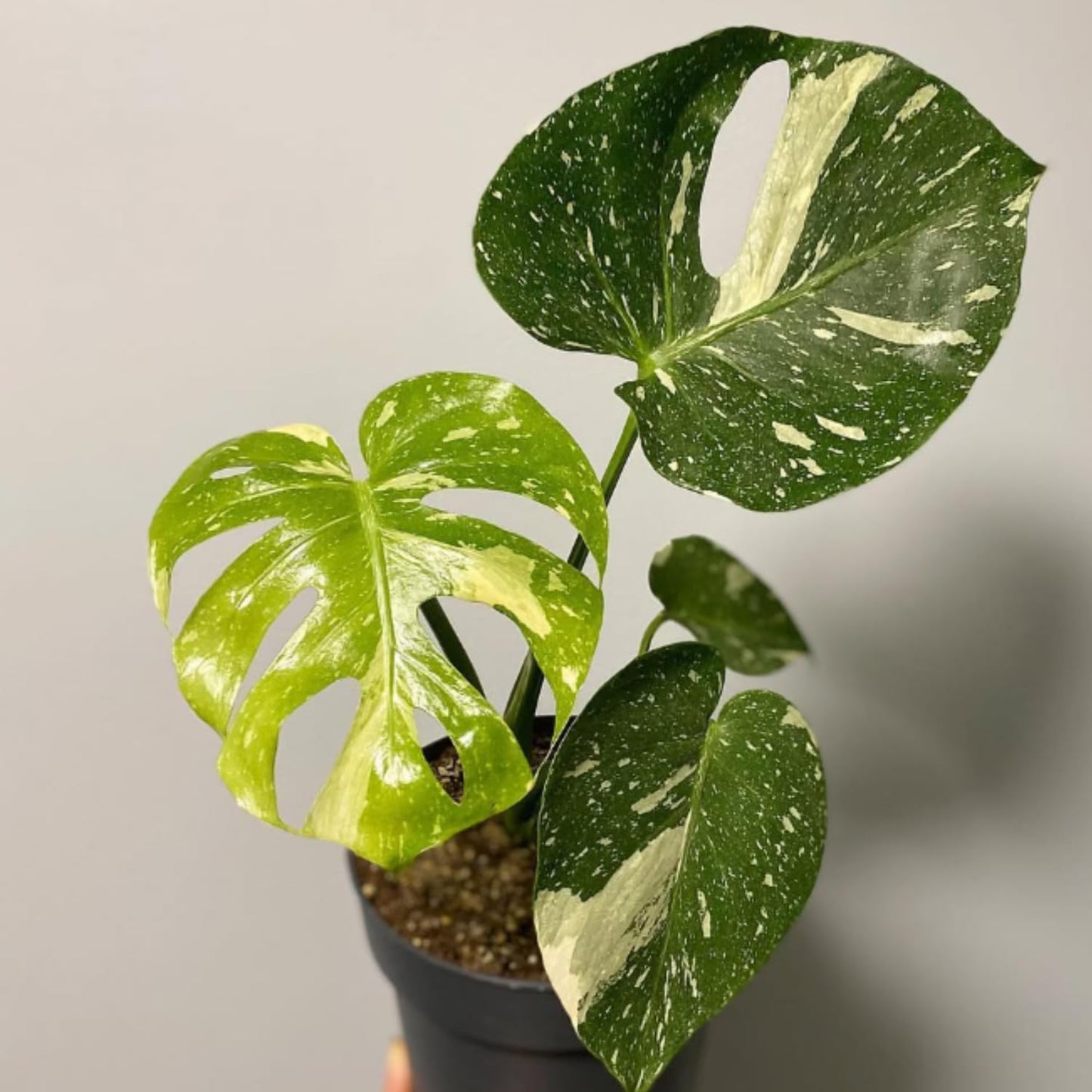 Constellation Monstera Plant, Rare Variegated Monstera Live Plant, Philodendron Houseplant for Indoor Growing, 4 to 6 Inc Tall