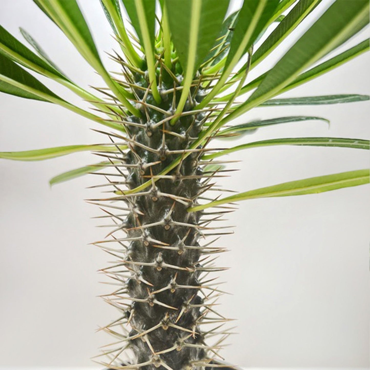 Pachypodium 'lamerei' (Madagascar Palm) | Live Plant for Indoor & Outdoor | for Living Room, Office, Bathroom | (6" Pot)