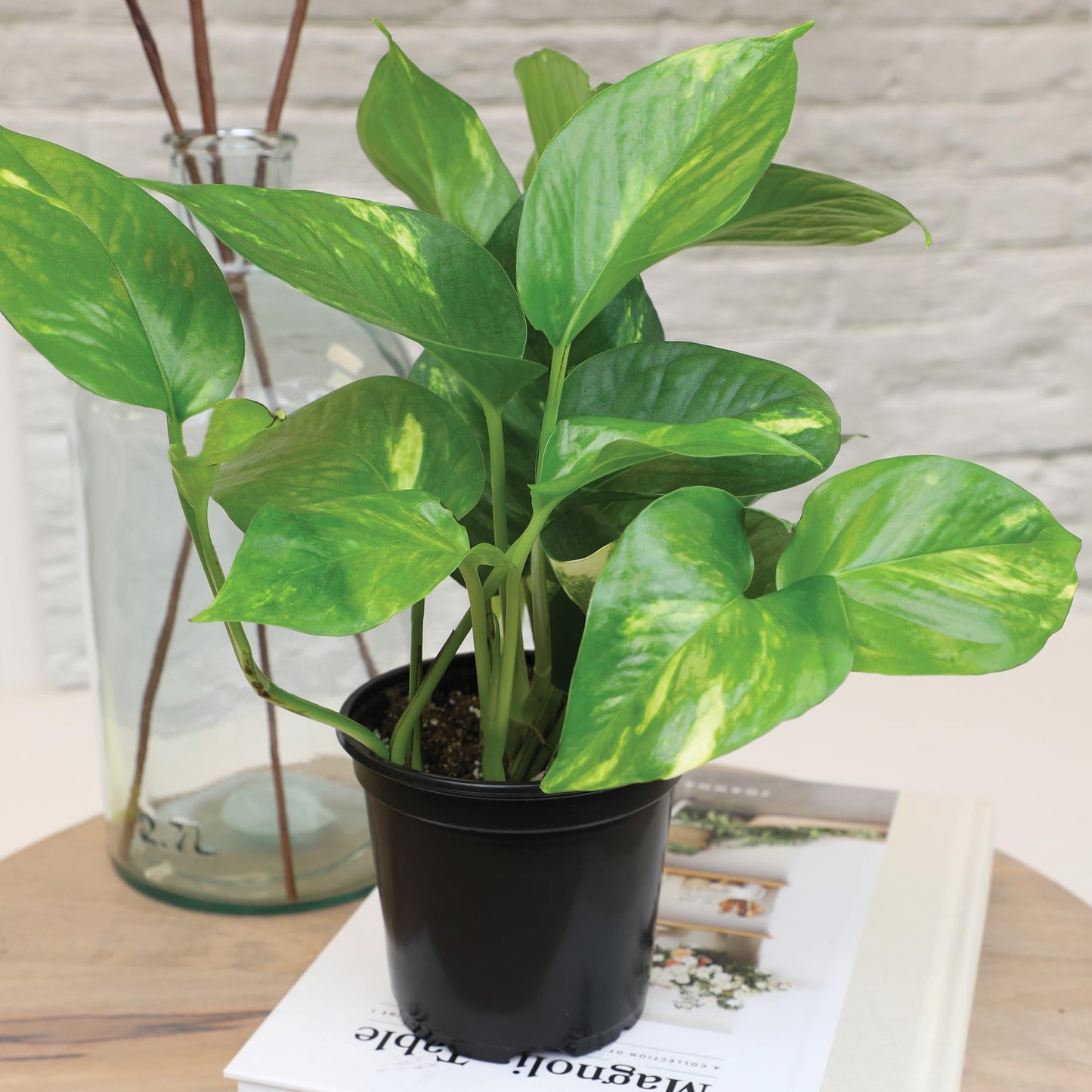 Essential Houseplant Collection (3PK), Easy Plant Varieties, Air Purifying Pack with Real Pothos, Peperomia, & More Popular Live Houseplants for Home or Office by Plants for Pets