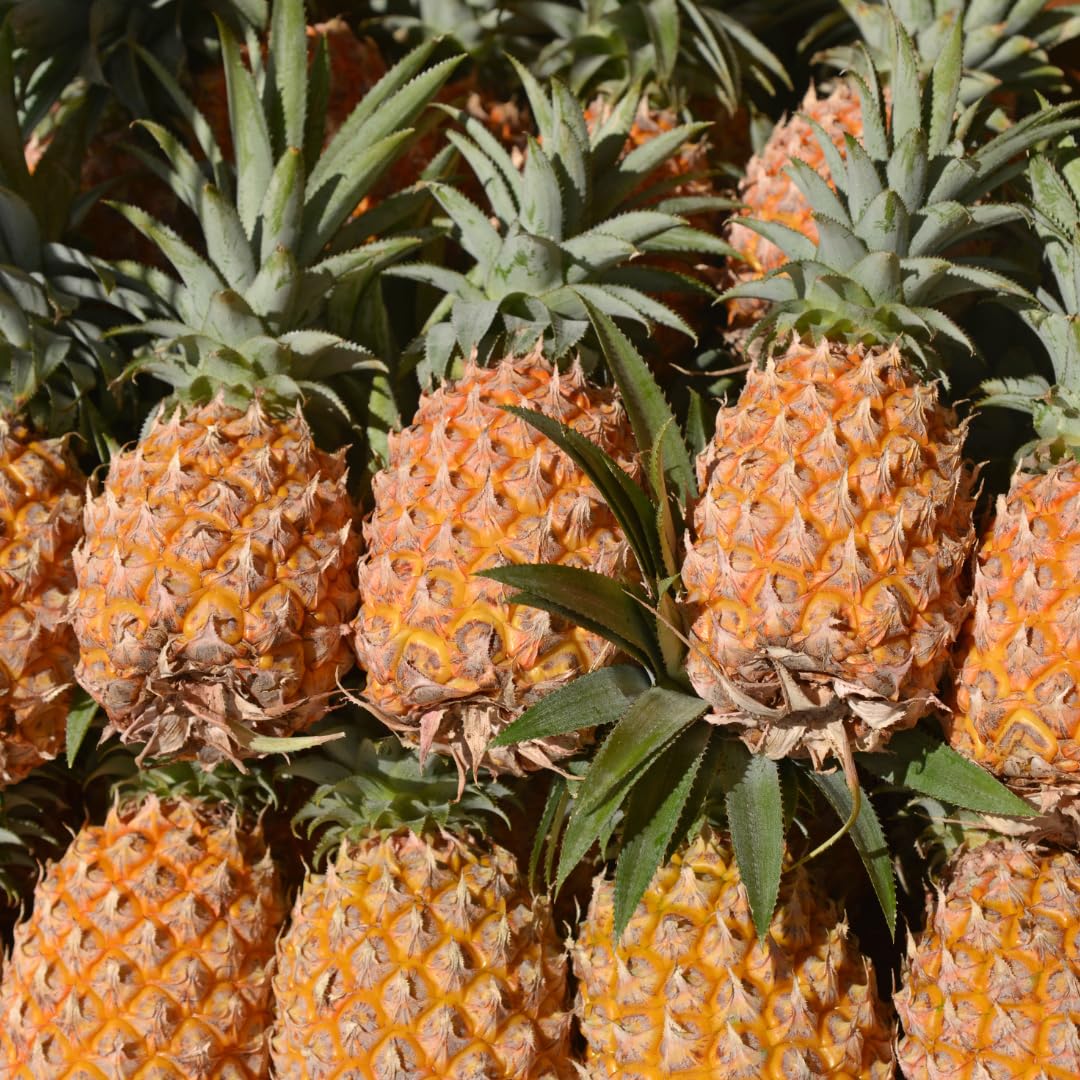 Set 2 Pineapple Plants Live, Sweet Pineapple Shrubs, Tropical Fruit, 4 to 8 Inch Tall for Planting Outdoor (Sugarloaf)