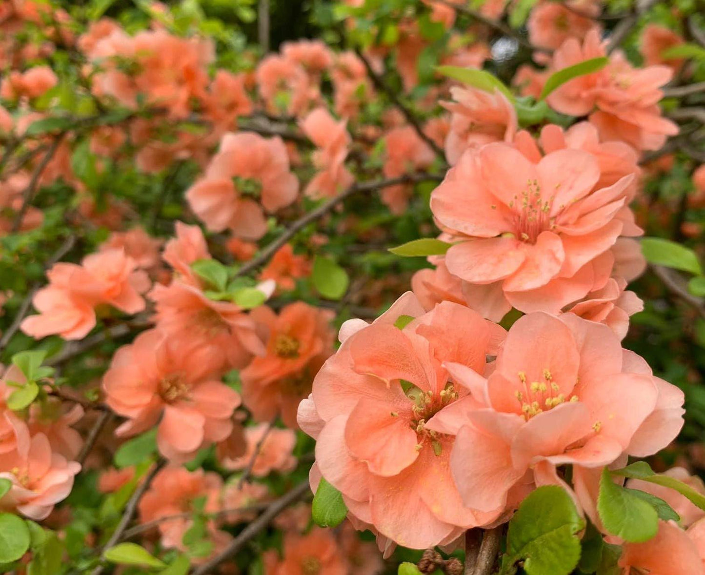 Cameo Flowering Quince - Live Plant Shipped 2 to 3 Feet Tall by DAS Farms