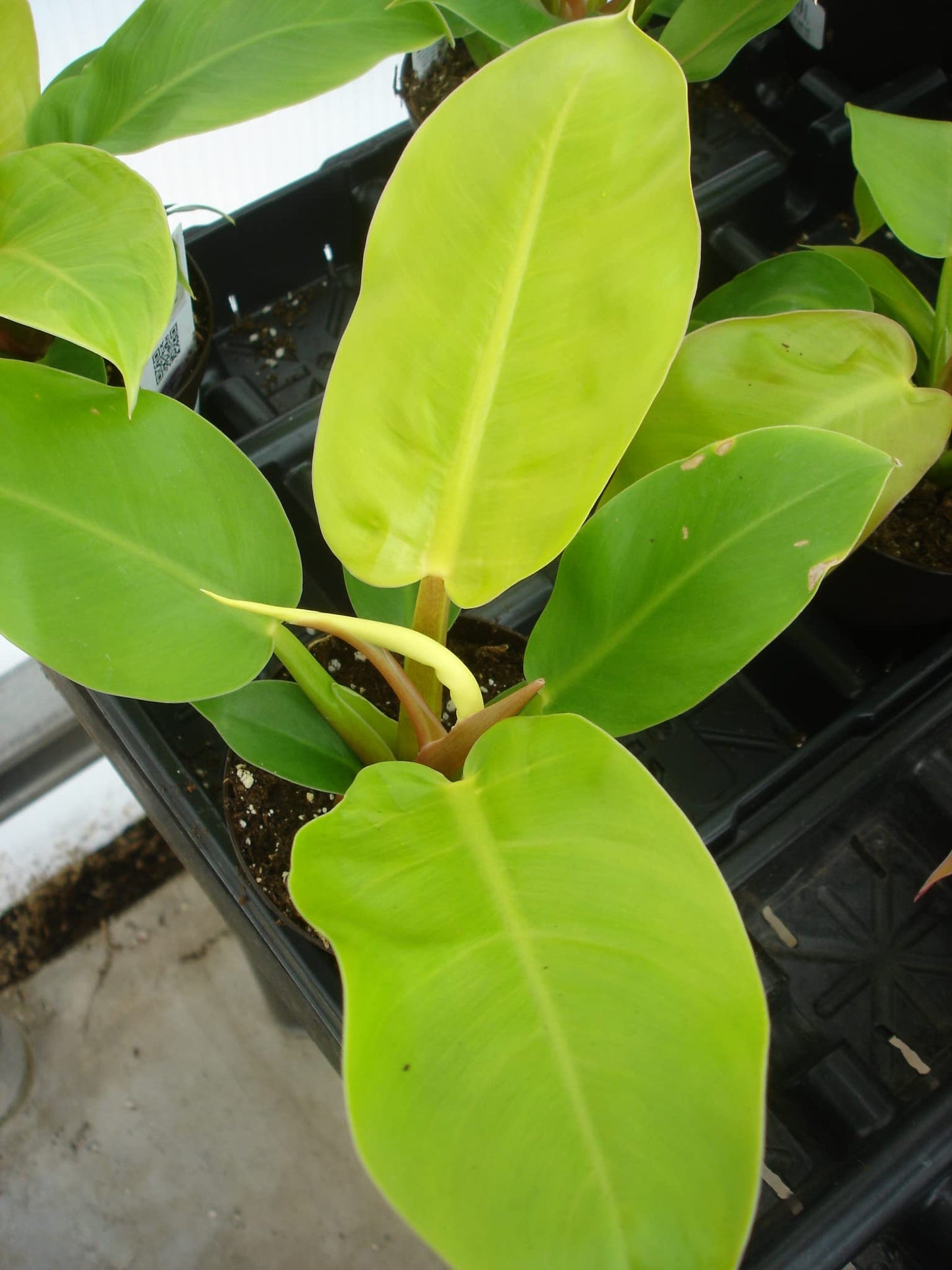 Philodendron Moonlight - 5 Live Plants in 4 Inch Growers Pots - Philodendron 'Moonlight' - Extremely Rare Indoor Air Purifying Houseplant