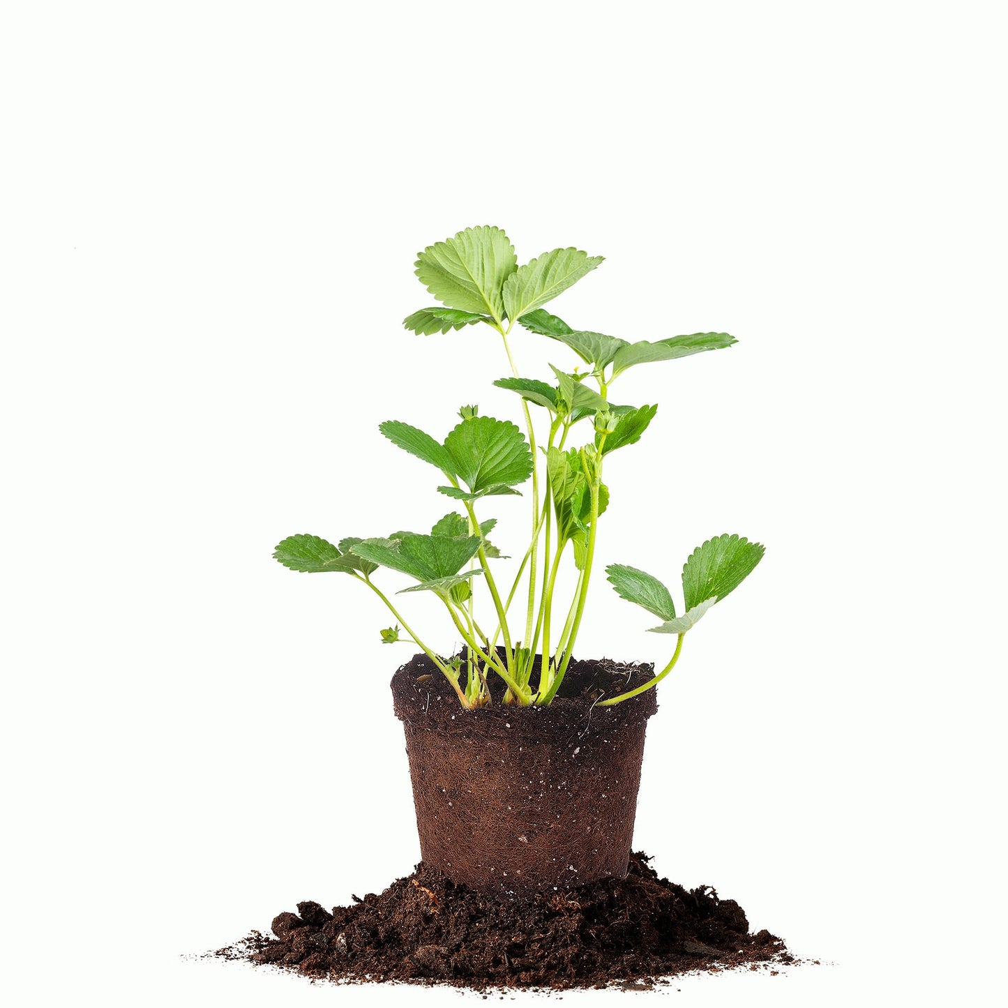 Perfect Plants Albion Everbearing Strawberry 1 Gallon | Live Fruit Bush for Bushels of Sweet Berries