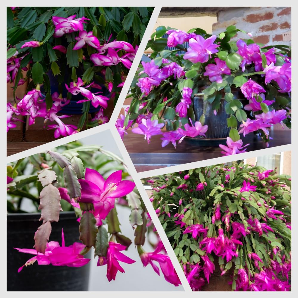 Christmas Cactus Plants Live, Flowering Thanksgiving Cactus with Vibrant Blooms, 4-7'' Tall, Easy-Care Indoor Houseplant (Purple Blooms)